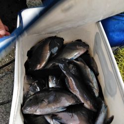 コッパ入れ食い・