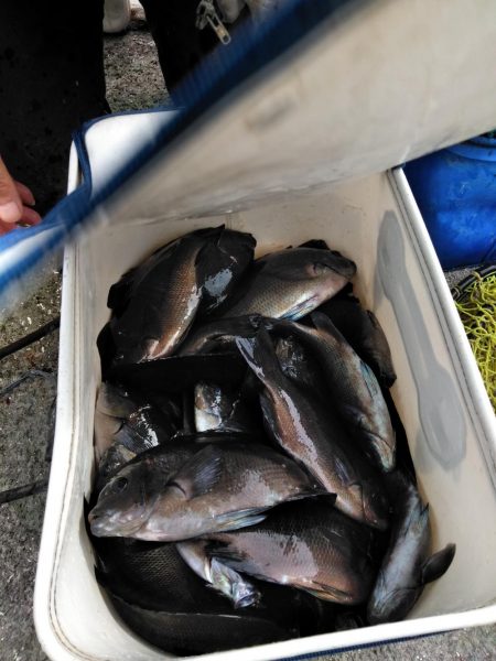 コッパ入れ食い・