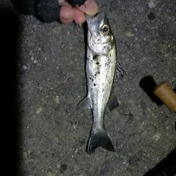 南港カモメ大橋ヘチ釣行 (激サム好釣果!キビレ44cm!、ガシラ、シーバス 釣果有り)