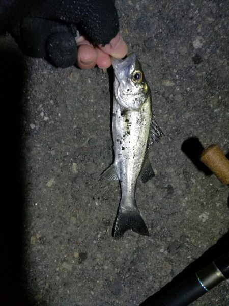 南港カモメ大橋ヘチ釣行 (激サム好釣果!キビレ44cm!、ガシラ、シーバス 釣果有り)