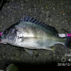 南港フェリーヘチ釣り (好釣果!キビレチヌ:46cm、42cm、41cm,黒メバル 釣果有り)