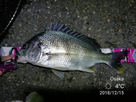 南港フェリーヘチ釣り (好釣果!キビレチヌ:46cm、42cm、41cm,黒メバル 釣果有り)