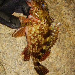 メバリングアジング