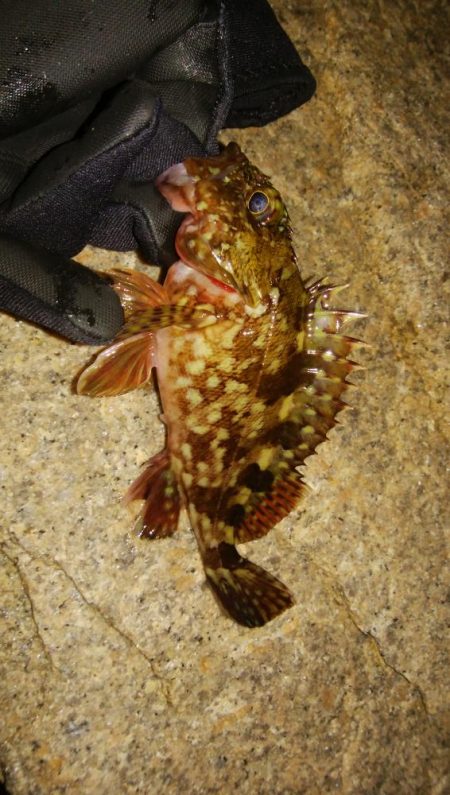 メバリングアジング