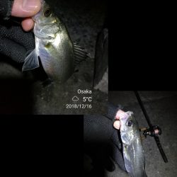 南港フェリーヘチ釣り （続好釣果！キビレチヌ:49cm！と35cm，ガシラ 釣果有り）