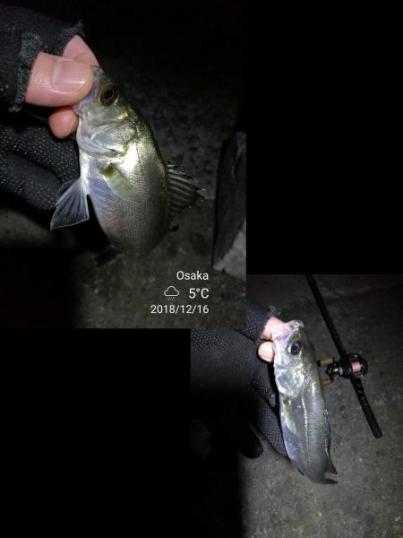 南港フェリーヘチ釣り （続好釣果！キビレチヌ:49cm！と35cm，ガシラ 釣果有り）