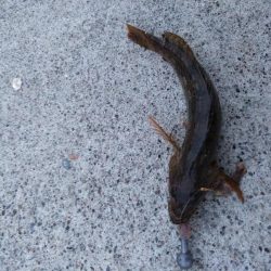 夜釣り〜朝まずめまで