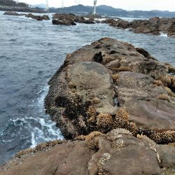 コッパグレ・ハゲ・・・・