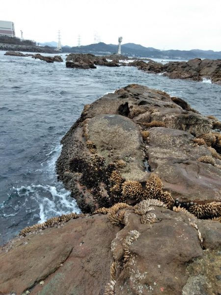 コッパグレ・ハゲ・・・・