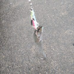 久しぶりの釣果