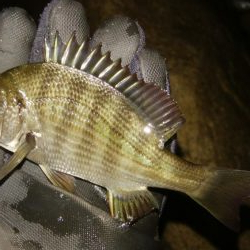 小雨メバリング