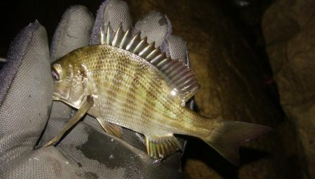 小雨メバリング