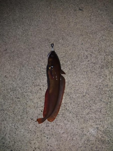 ドンコパーティー