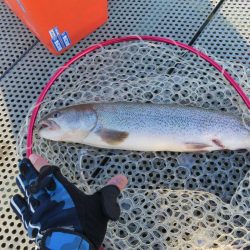 人生二本目のイトウをゲット！