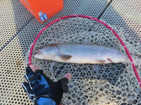 人生二本目のイトウをゲット！