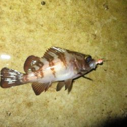 メバルシーズンインを確認！