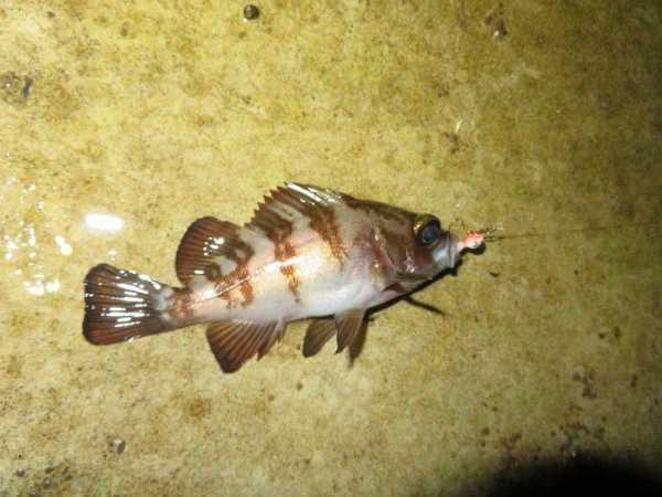 メバルシーズンインを確認！