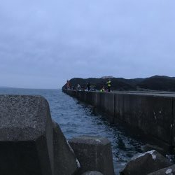 サゴシだけでも嬉しい