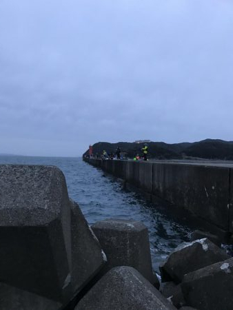 サゴシだけでも嬉しい