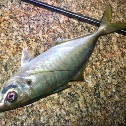 サタデーナイトフィーバー!!