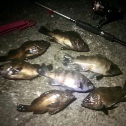 爆風爆釣メバリング!