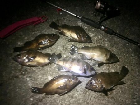 爆風爆釣メバリング！