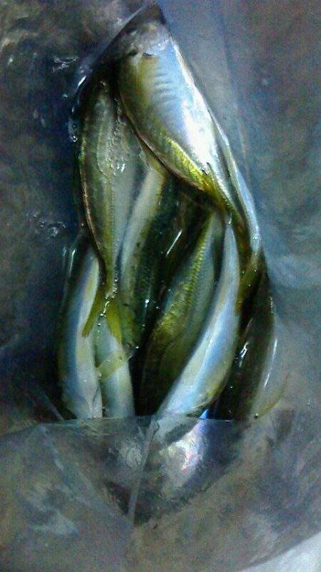 サビキ後のブラクリ