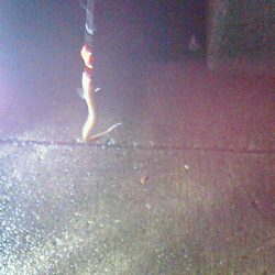 少しずつ太くなってる