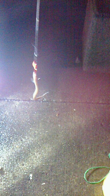 少しずつ太くなってる