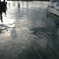 不甲斐ない釣り収め