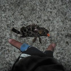 メバルいるんだけどなぁ～