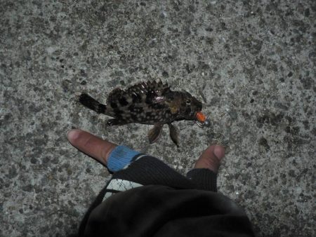 メバルいるんだけどなぁ～