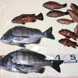 紀州釣りでチヌゲット!