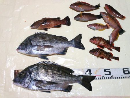 紀州釣りでチヌゲット!