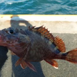 釣り納めライトゲーム