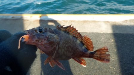 釣り納めライトゲーム