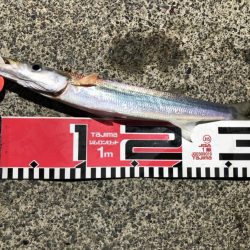 5目釣りクロダイ、キビレ、カマス、アナゴ