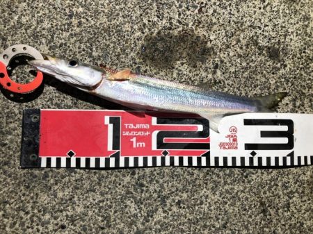 5目釣りクロダイ、キビレ、カマス、アナゴ