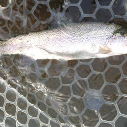 アクアヘヴン大イワナ捕獲成功♪