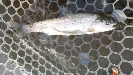 アクアヘヴン大イワナ捕獲成功♪