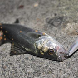 【大メバルが釣れたった！！】鹿島灘漁港でシーバス、メバル釣り　