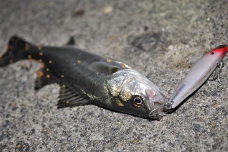 【大メバルが釣れたった！！】鹿島灘漁港でシーバス、メバル釣り　