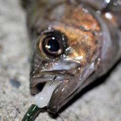 富浦新港にてメバル釣り