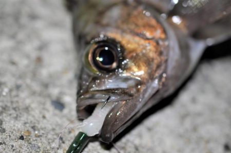 富浦新港にてメバル釣り