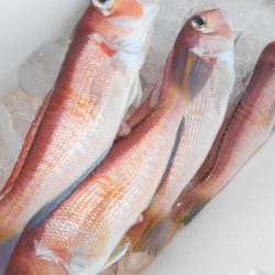 こうゆう丸 釣果