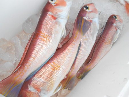 こうゆう丸 釣果