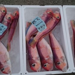 大進丸(新潟) 釣果