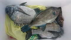 まこと渡船 釣果