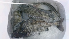 まこと渡船 釣果