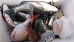 まこと渡船 釣果